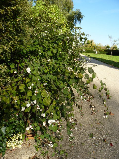 Symphoricarpos albus